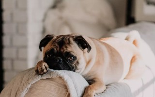 昆仑健康爱无忧C款重疾险保障怎么样？有哪些优缺点？