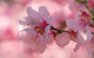 君禾转债113567今日上市 开盘就卖落袋为安