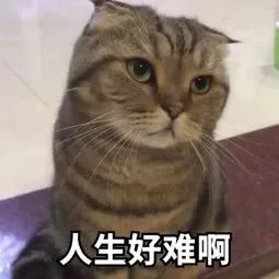 手握9张保单，6份都买亏了，乱买保险到底有多坑！-第6张图片-牧野网