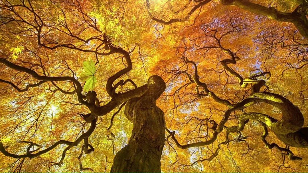 选择终身寿险还是定期寿险好？选择年金险还是终身寿险好？-第1张图片-牧野网