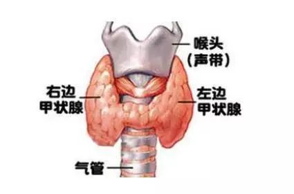 甲状腺出现问题还可以买商业保险吗-第2张图片-牧野网